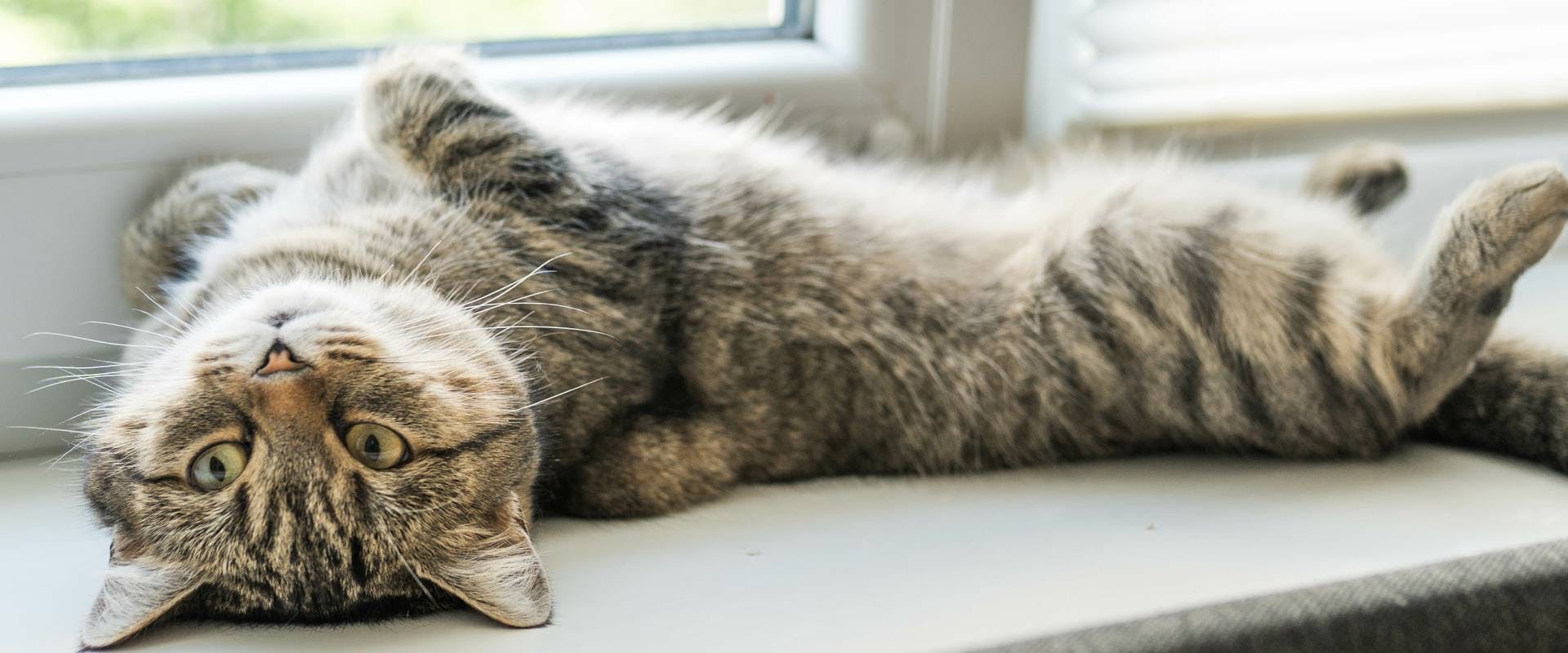 an indoor cat lying on its back next to a window on a windowsill