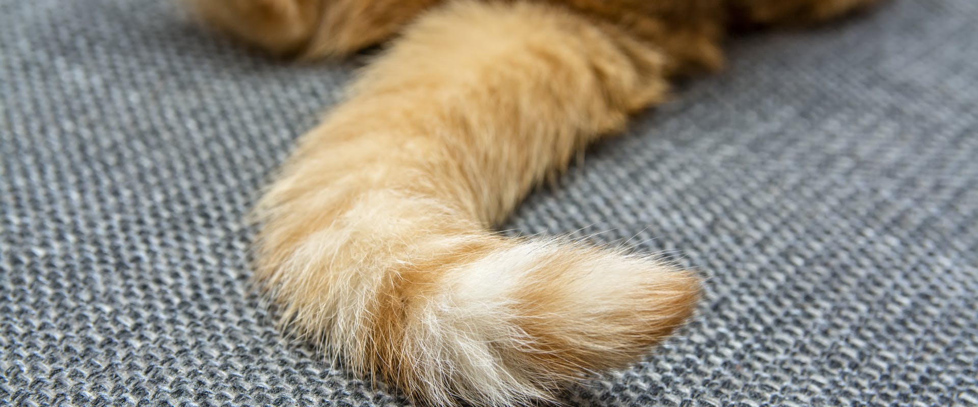 the tip of a ginger cat tail