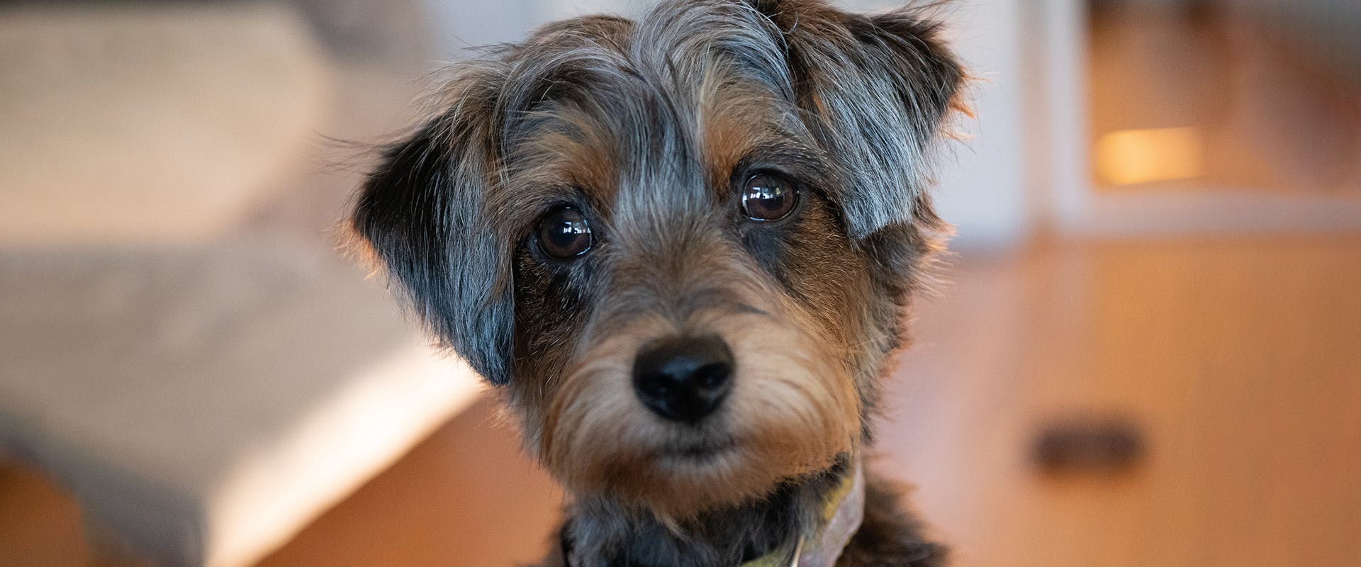 A cute Yorkiepoo puppy looking intensely at the camera