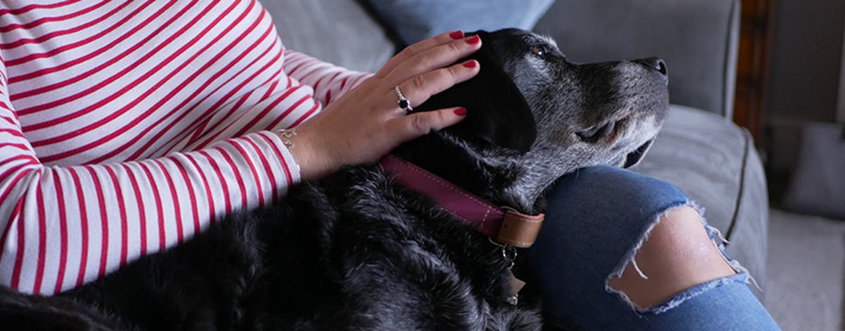Free Pet Sitters Trustedhousesitters Com