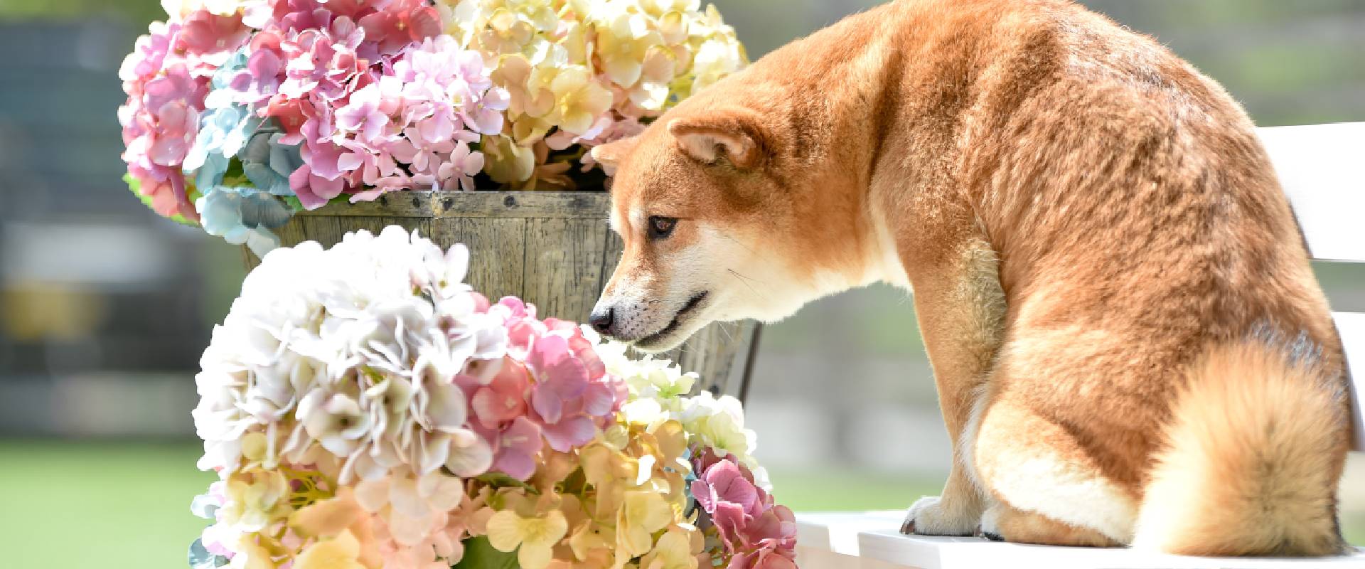 Are Hydrangea Plants Poisonous To Cats And Dogs