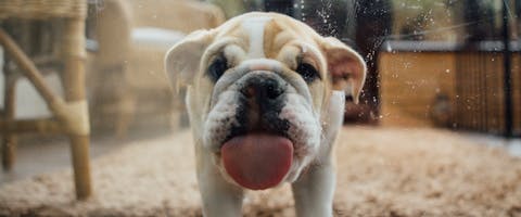 bulldog puppy licking a glass door