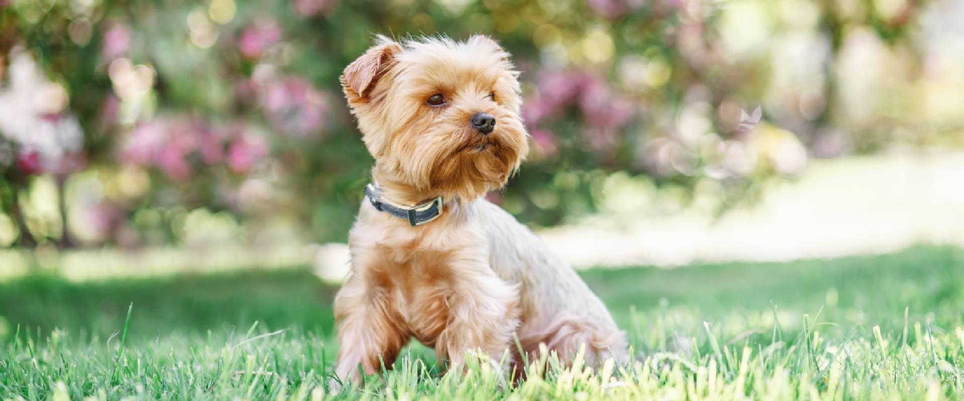 Yorkshire Terrier sat on grass