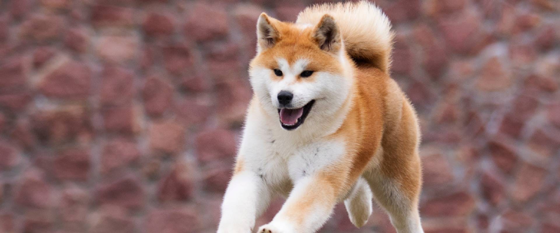 Dogs That Look Like Foxes | Trustedhousesitters.Com