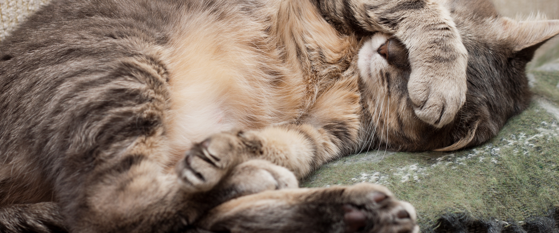 A cat lies on its back with a paw over its eyes.