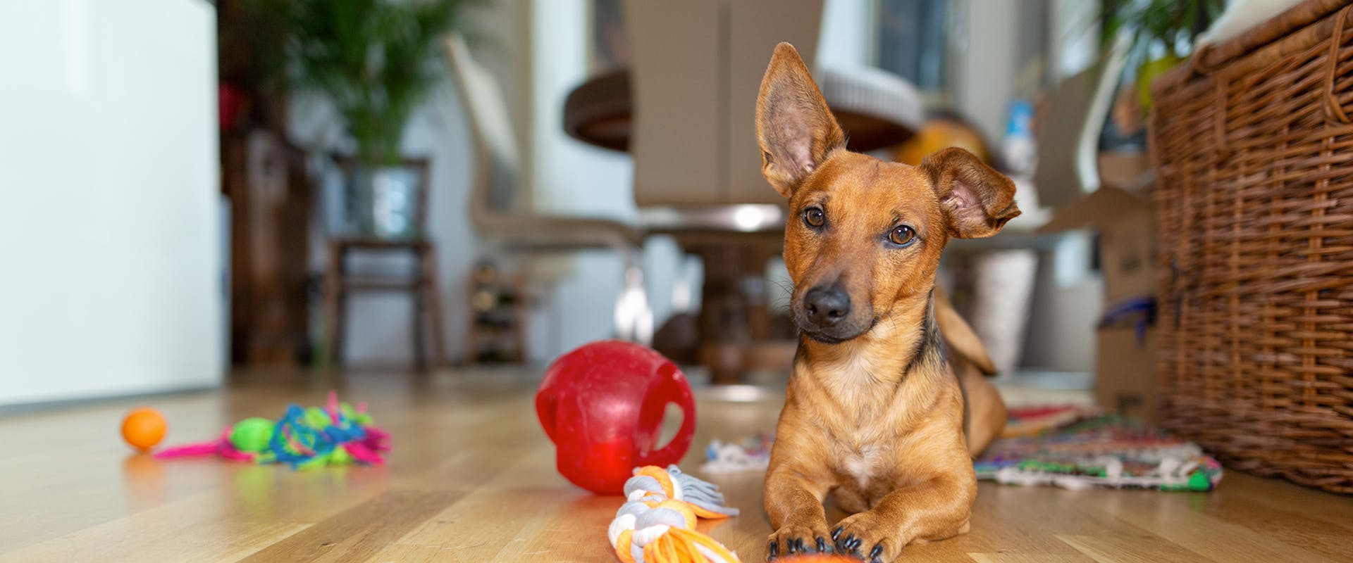 A small dog sitting on a hardwood floor, surrounded by dog toys