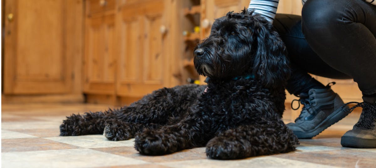 Goldendoodle laying in countryside kitchen