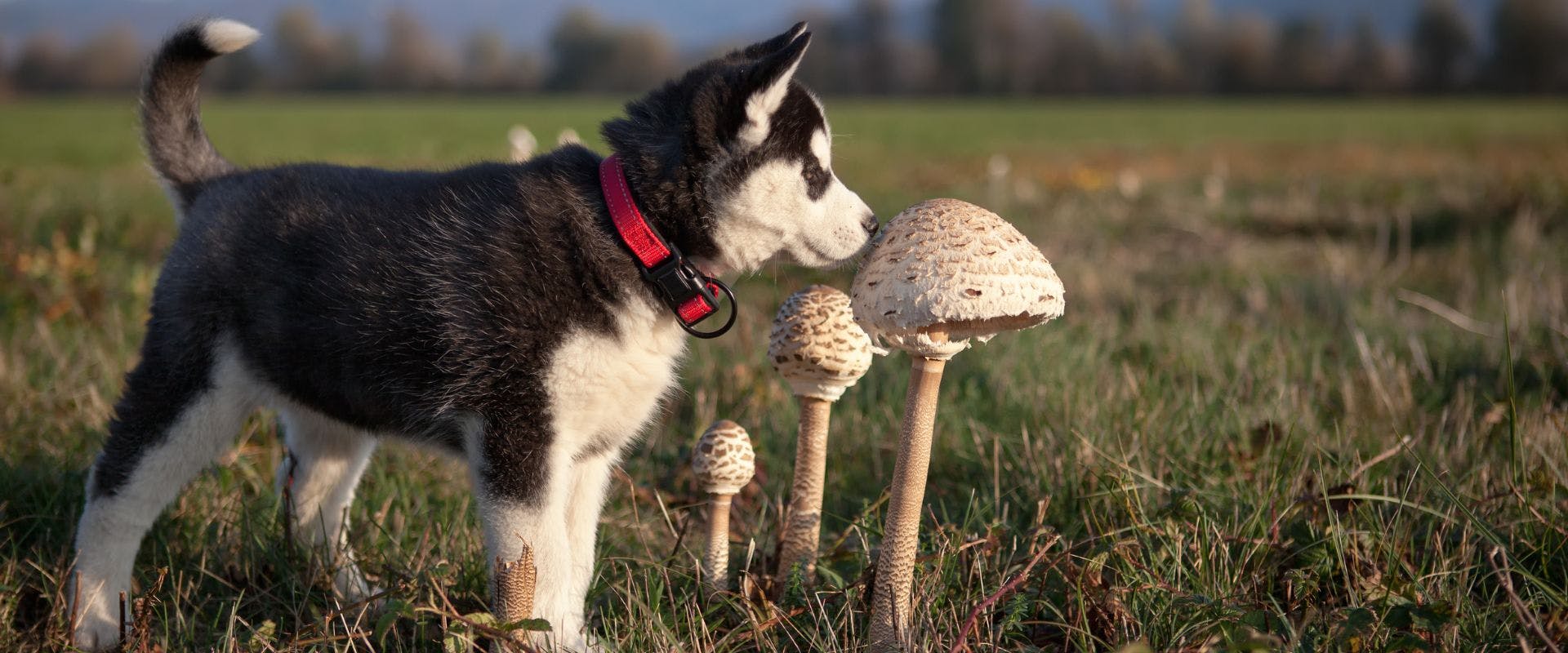Husky puppy sniffing mushroom in ground