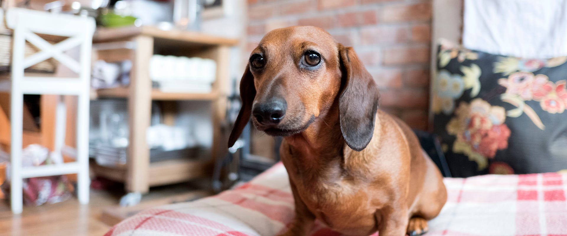 A Dachshund puppy sitting in a home, sitting on a plush tartan blanket 