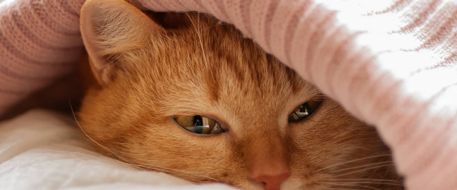 Close-up of a ginger cat in a pink blanket
