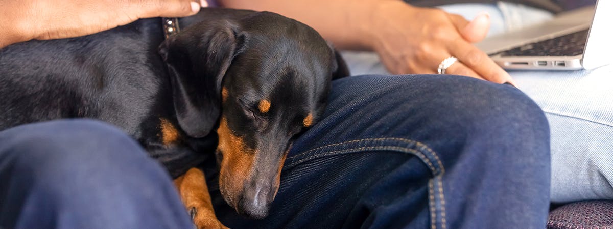 Small dachshund sleeping on a person's legs