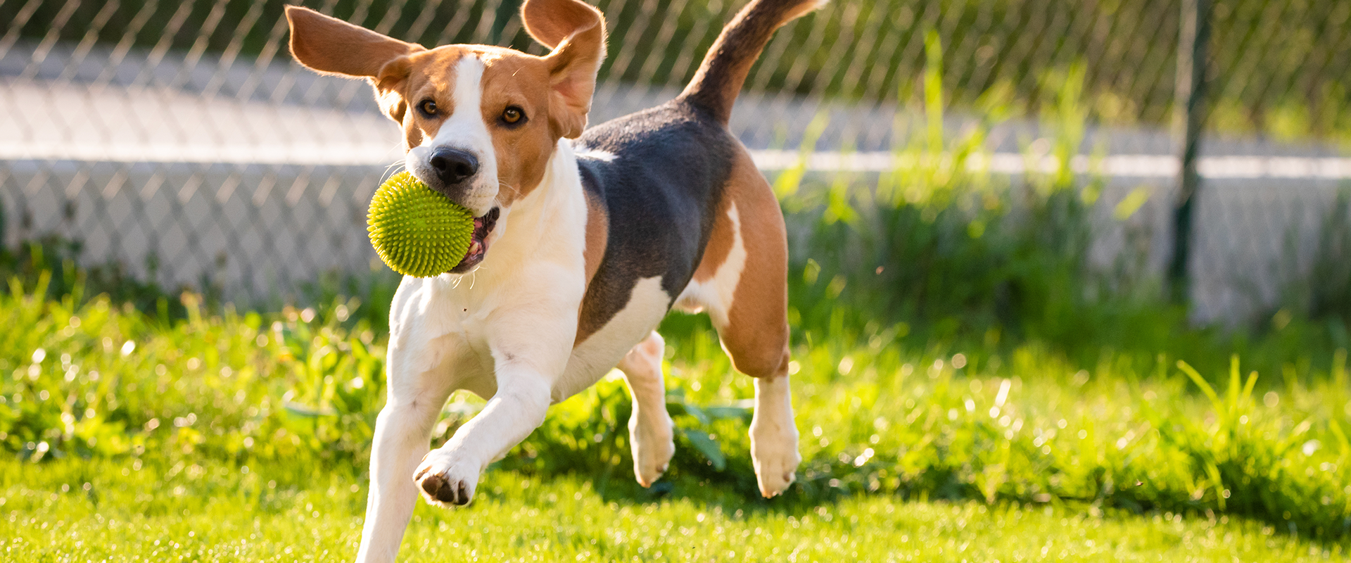Best Denver Dog Parks (for Your Funloving Fido)