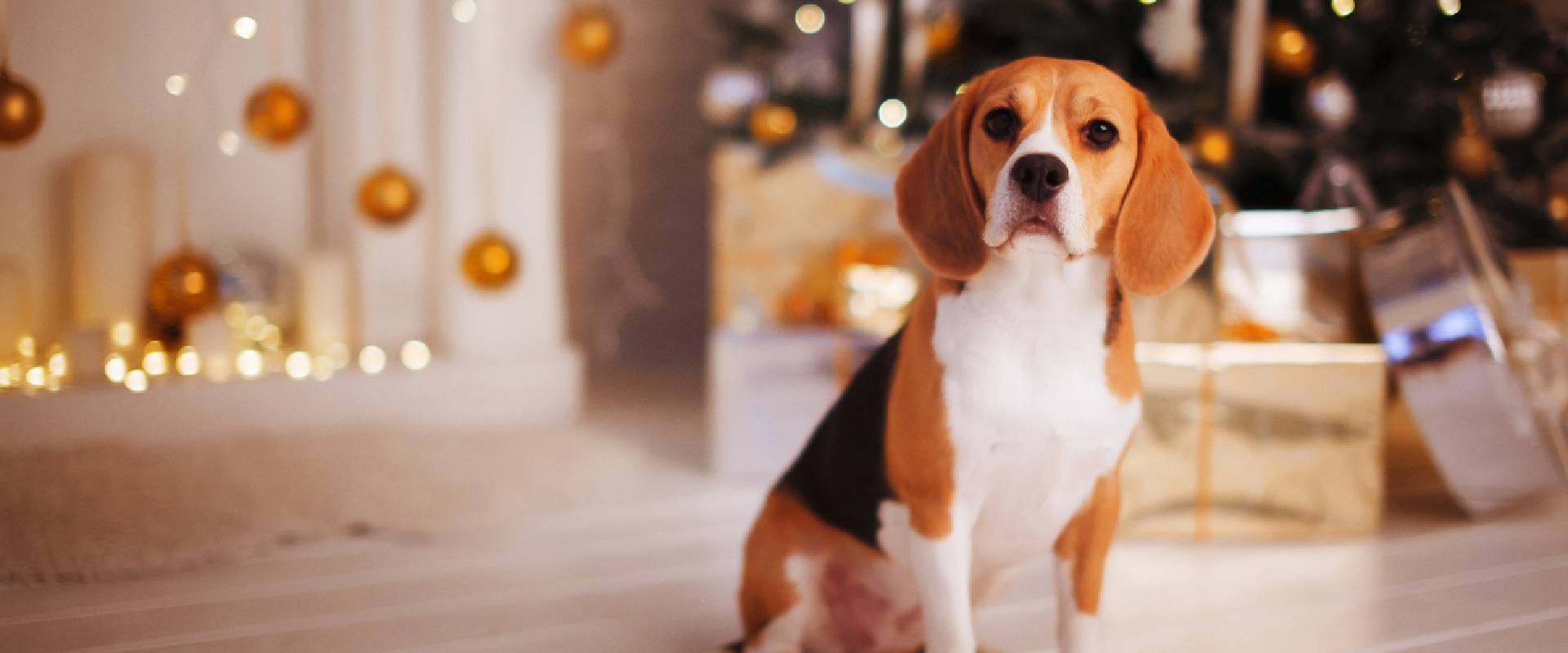 Beagle sitting in front of a festive background