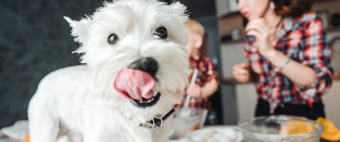 A dog standing on a kitchen worktop licking its lips, people in the background baking