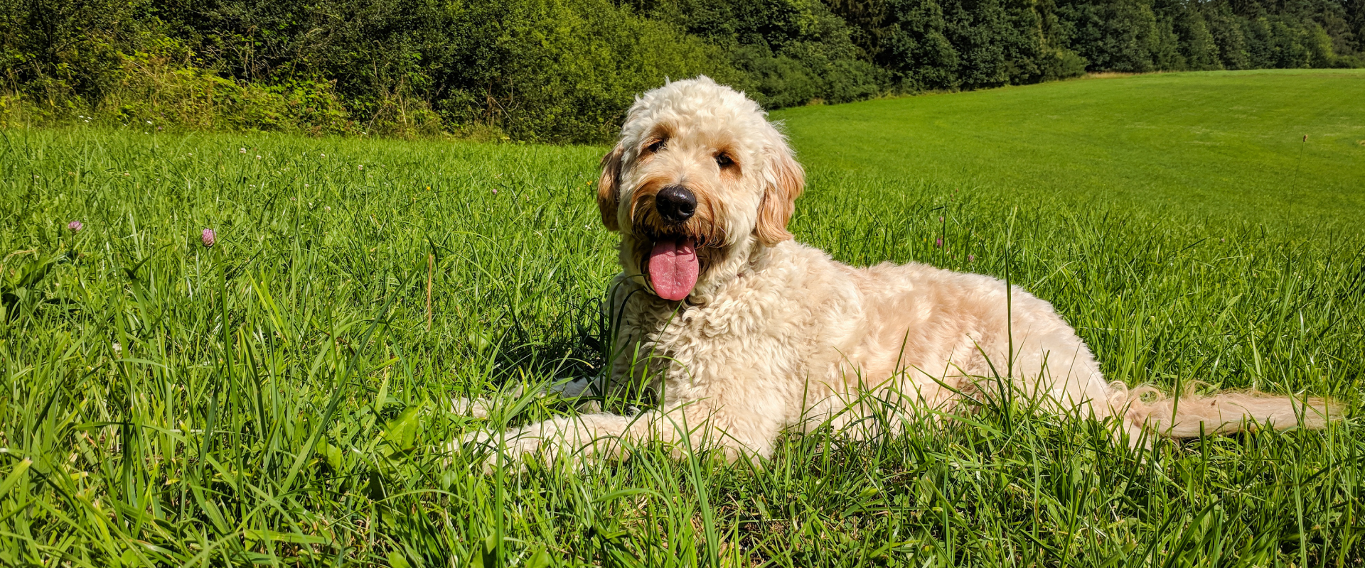 A Labradoodle lies in some grass.