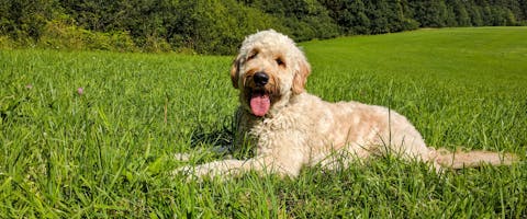 A Labradoodle lies in some grass.
