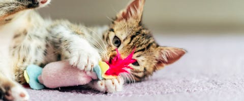 A cute kitten playing with a brightly coloured feathered cat toy