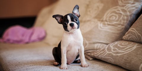 A Boston Terrier puppy on a sofa