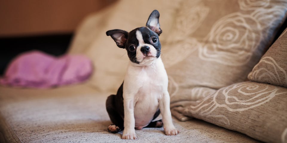 A Boston Terrier puppy on a sofa