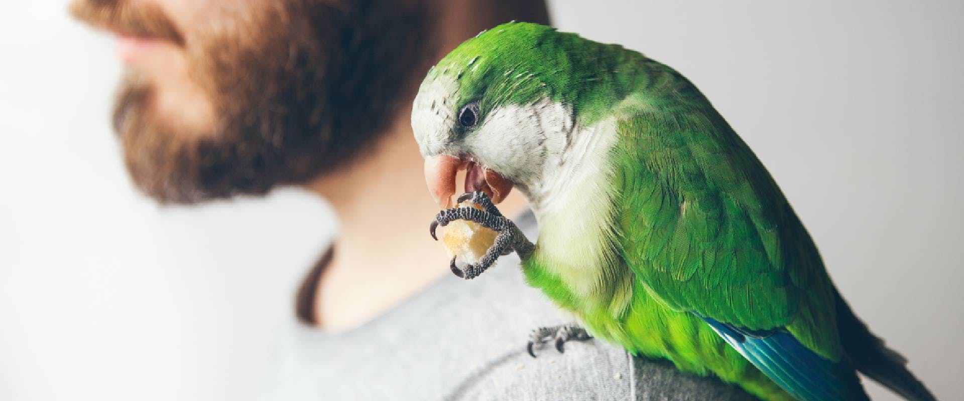 Green bird sitting on a man's shoulder