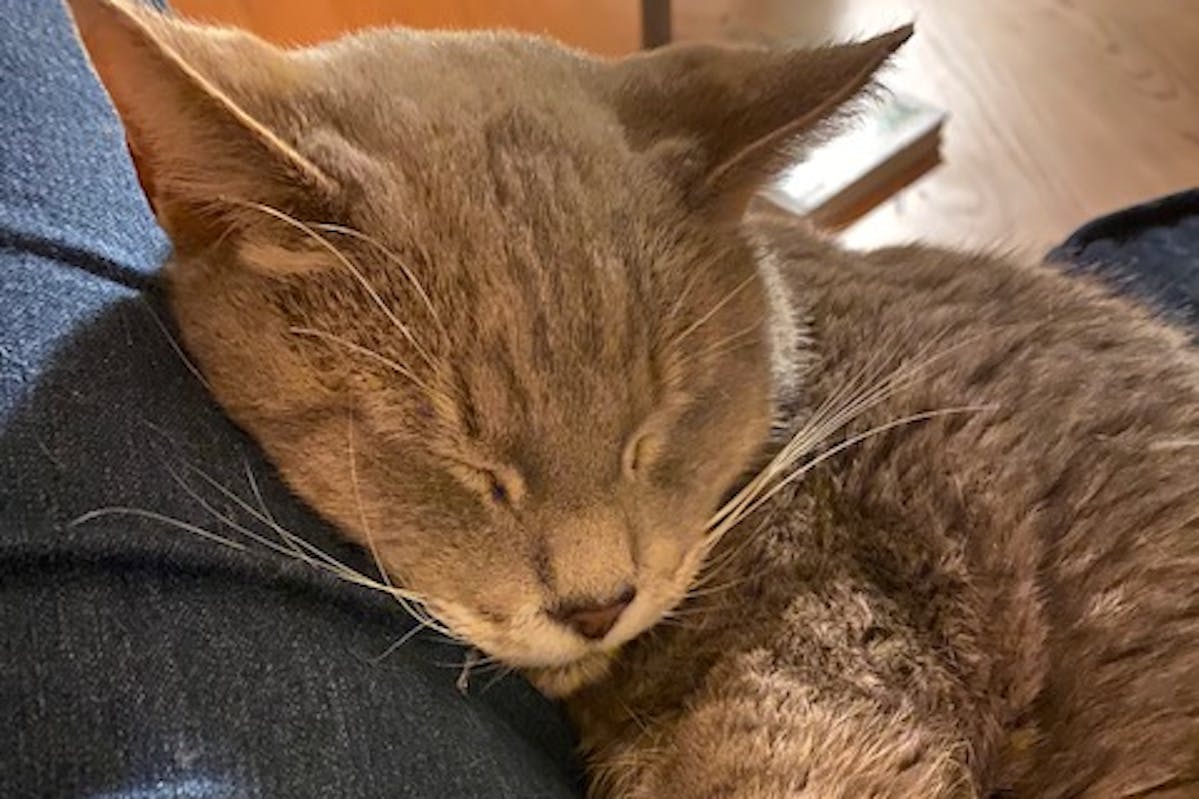 A tabby cat sleeping on a person's lap