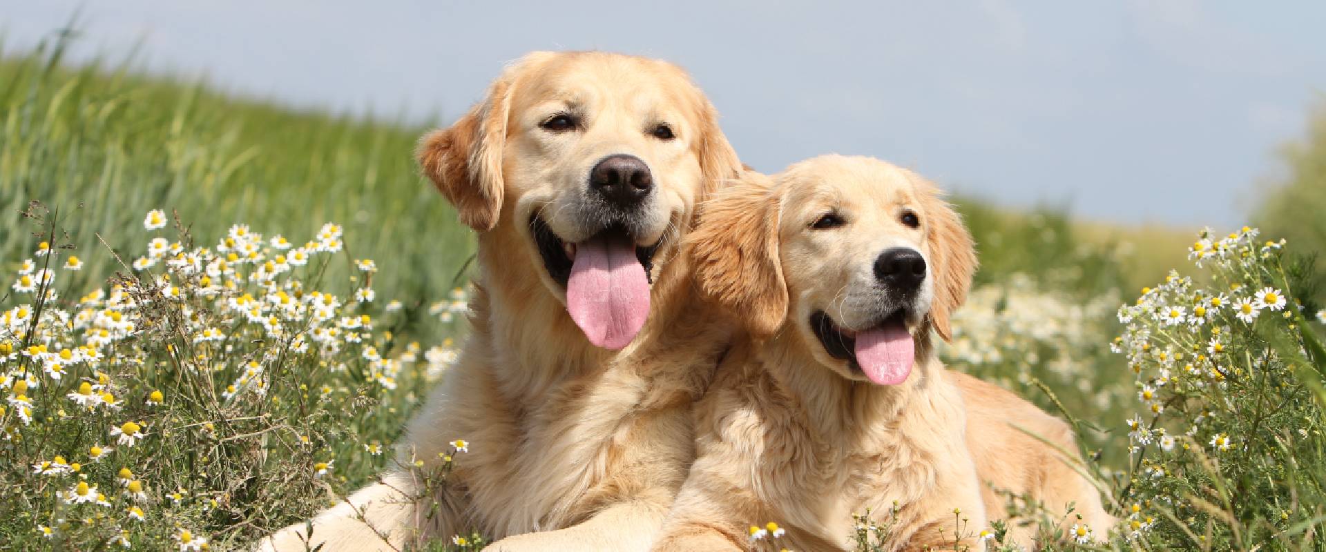 Two Golden Retrievers meet up and sit in a daisy field