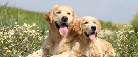 Two Golden Retrievers meet up and sit in a daisy field