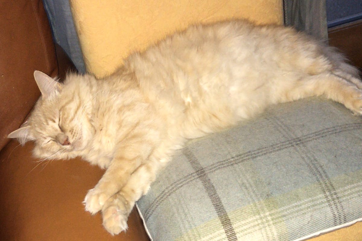 A ginger cat sleeping on an armchair