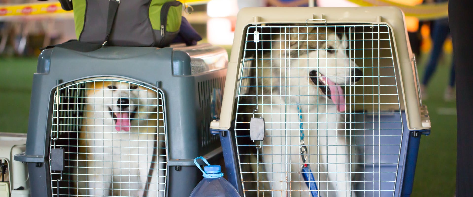 plastic dog crate with a husky inside