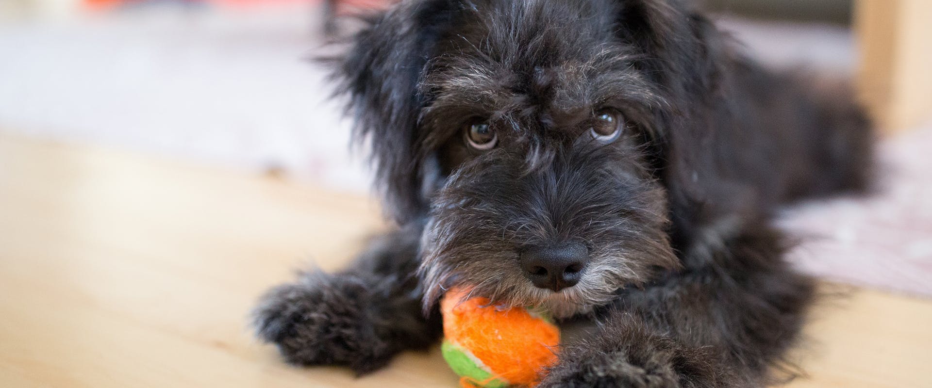 A Newfypoo puppy with a bright orange tennis ball in its mouth