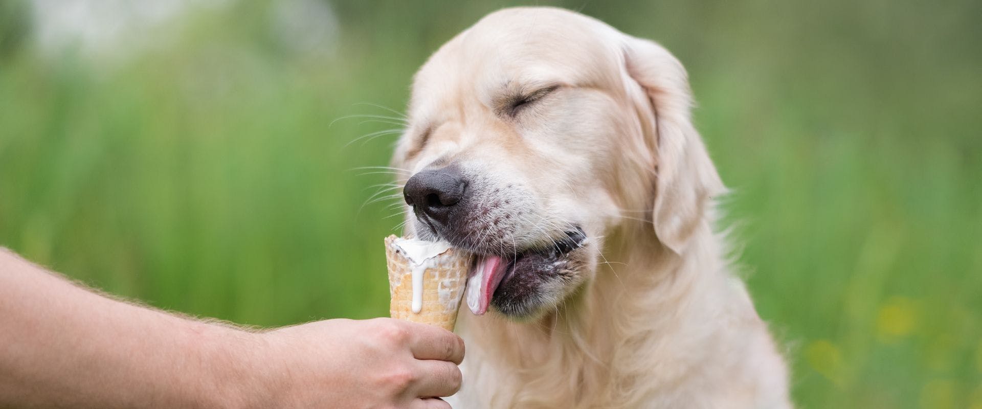 Golden Retriever eating an ice cream