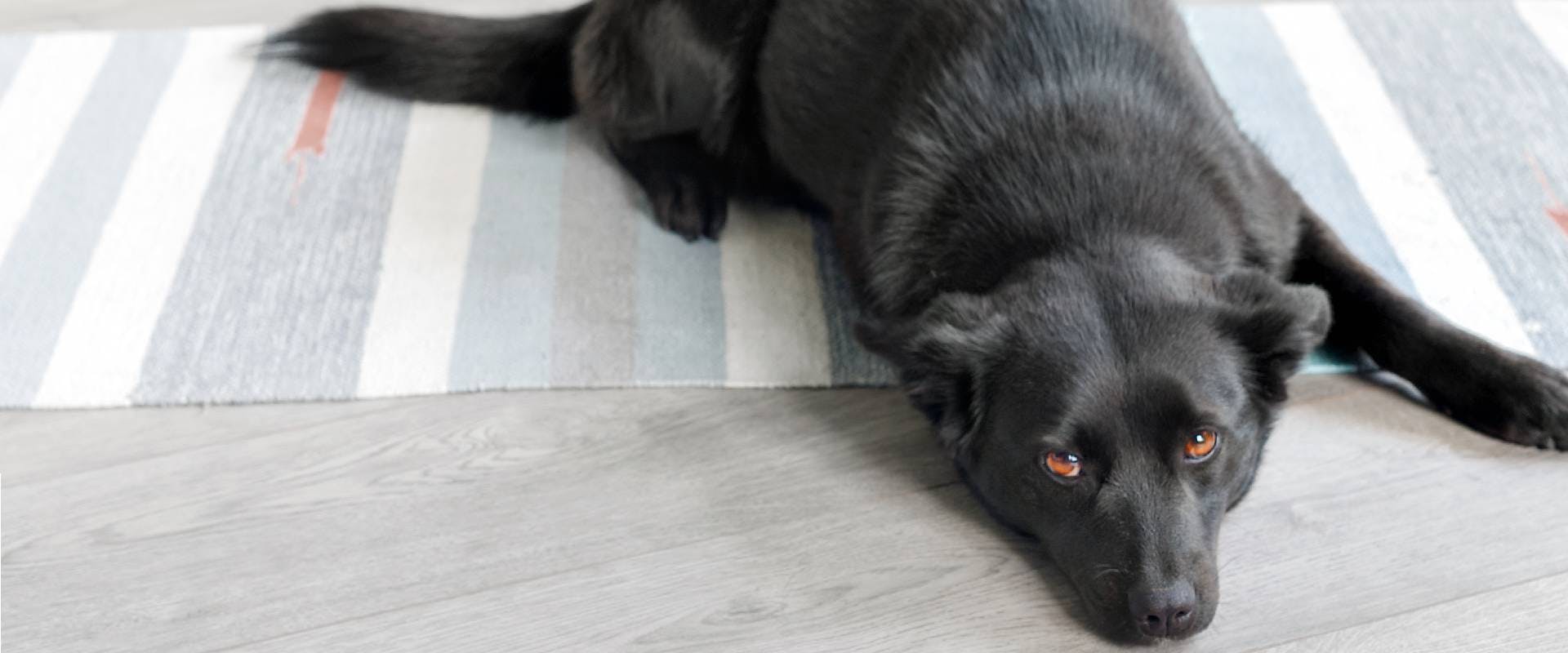 Black dog laying on a rug