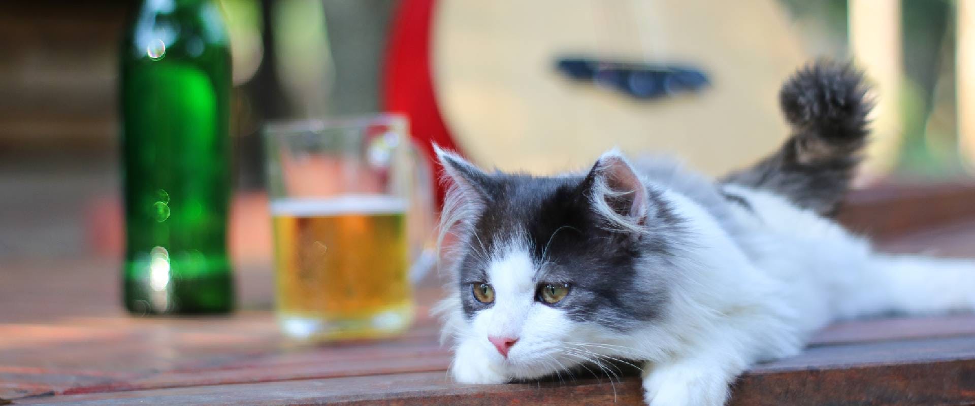 Small cat sat on a pub bench with beer in the background