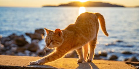 A ginger cat in the sun near the sea.