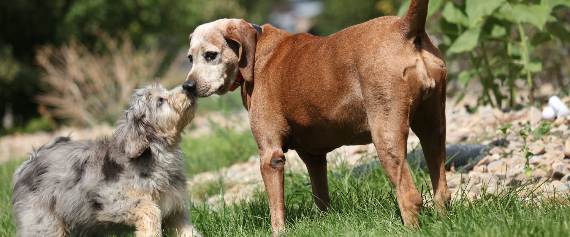 A young puppy sniffs an older dog.