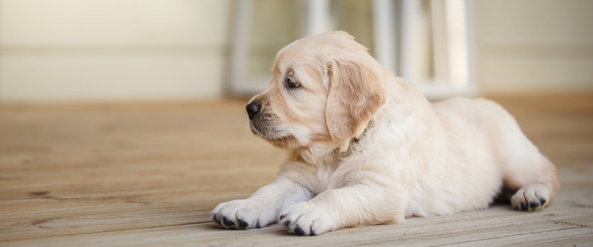 a golden retriever puppy lying on a hardwood floor looking off to the left