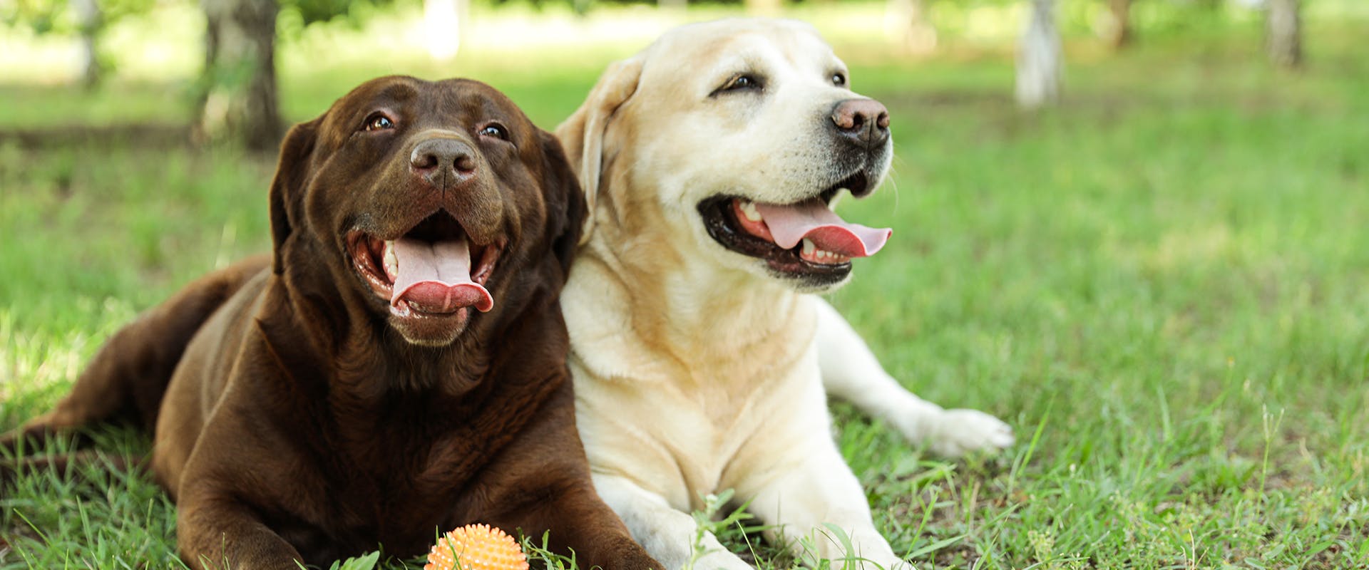 Two Labrador Retrievers, one chocolate, one yellow, sitting side-by-side on a field of grass
