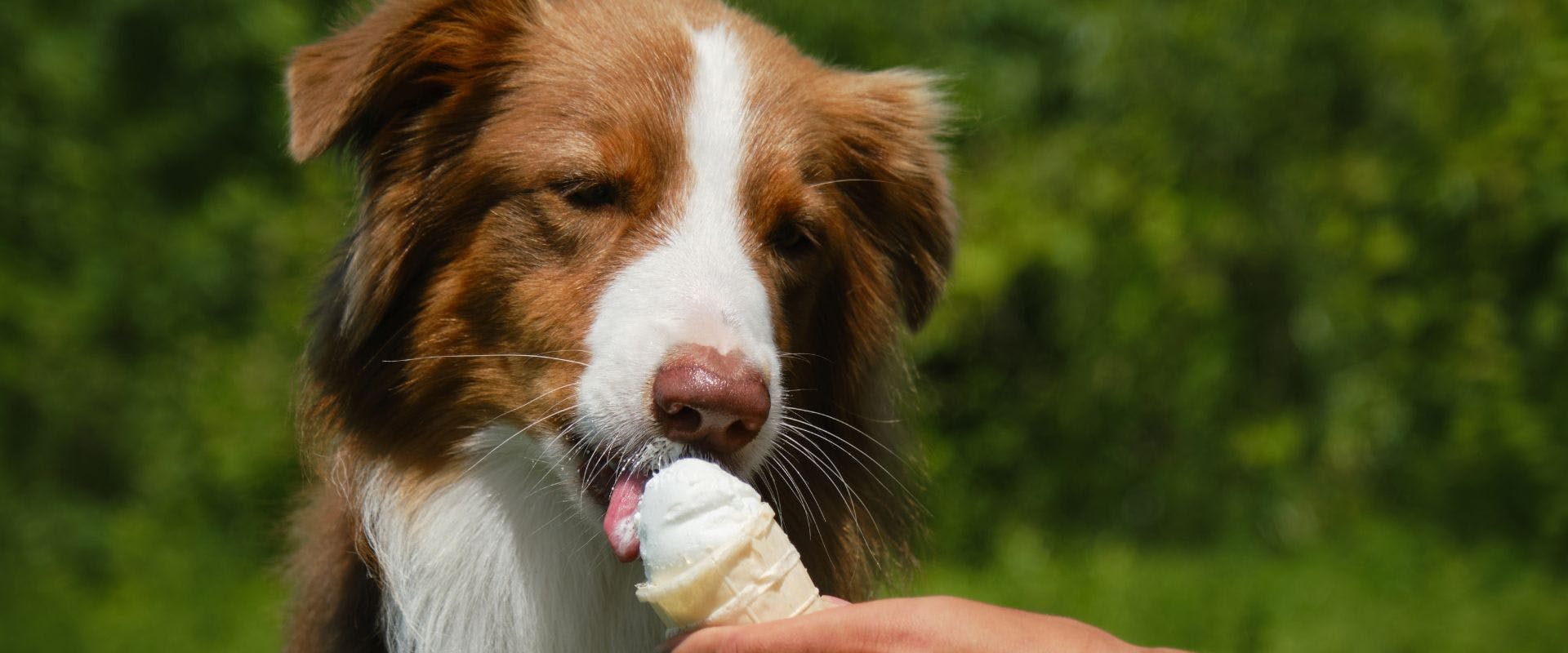 Border Collie dog eating ice cream