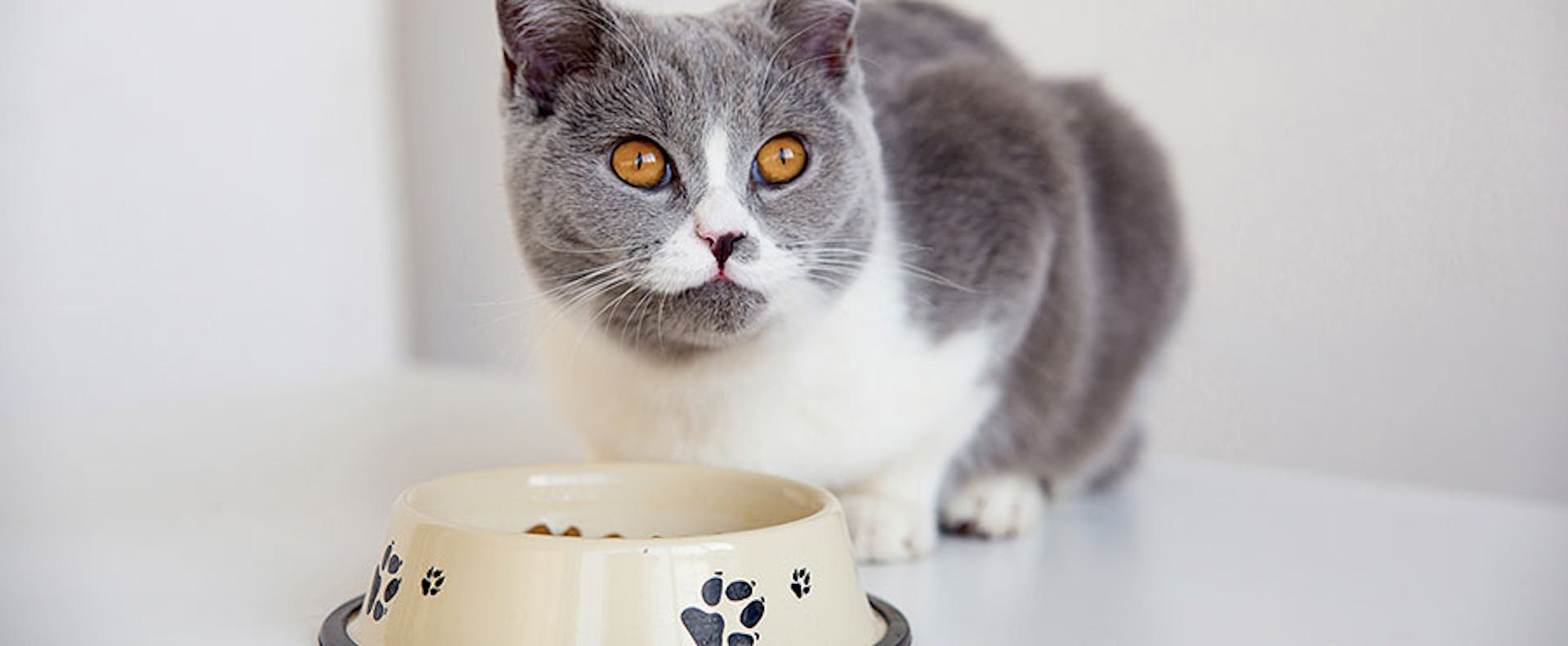 Grey cat sitting beside their food bowl about to eat.