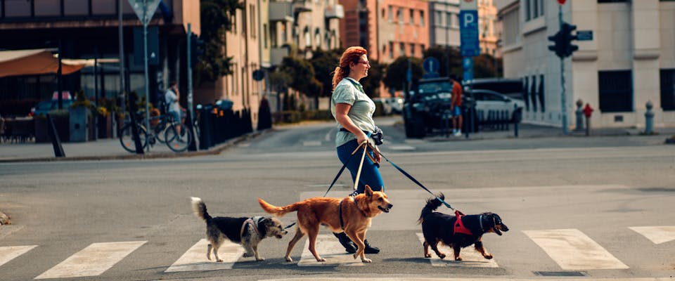three canine companions walking through a dog friendly city with a woman whilst the cross a road
