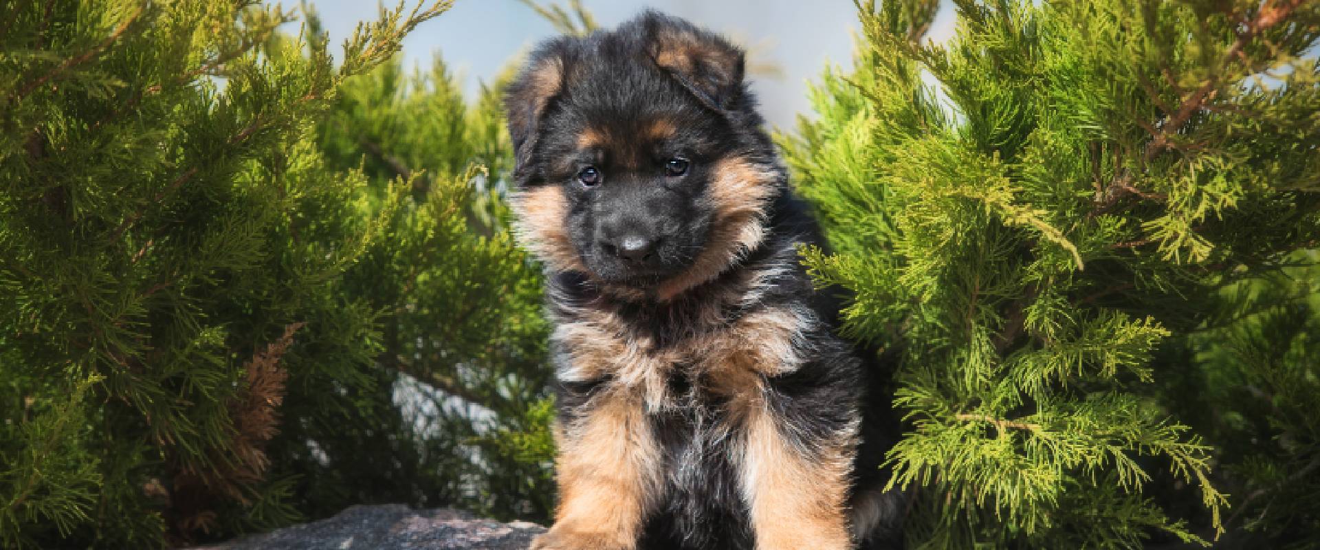 German Shepherd Puppies