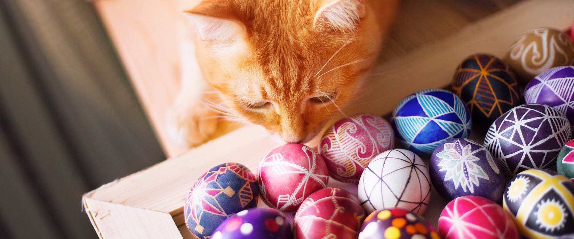 A ginger cat sniffing at a box of brightly painted Easter egg decorations 