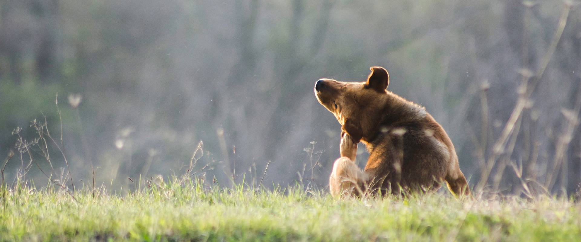 8 Best Dog Walks in Kent