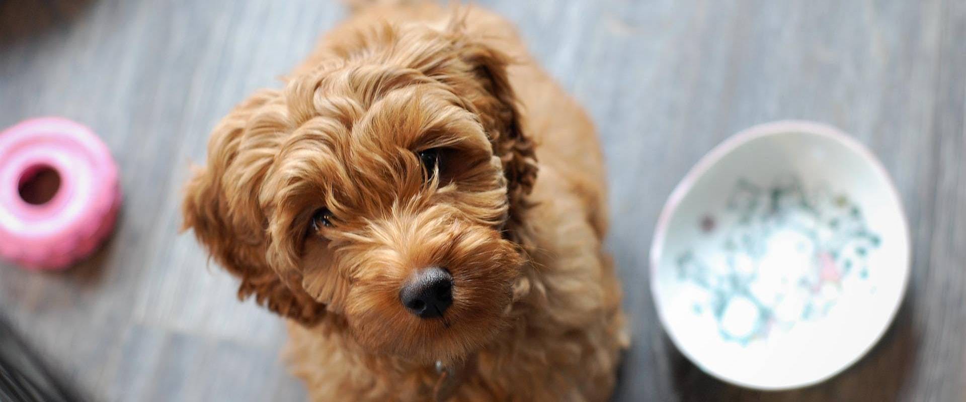 Australian Doodle looking up towards the camera