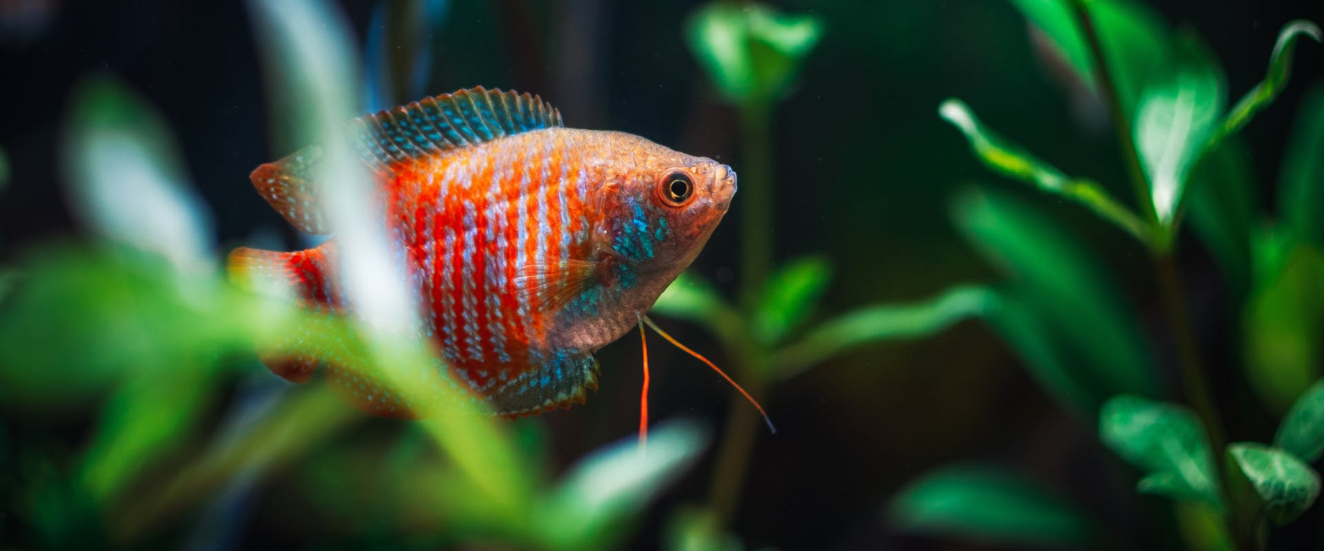 a luminous orange white and blue finned shish swimming amongst live plants in a freshwater tank