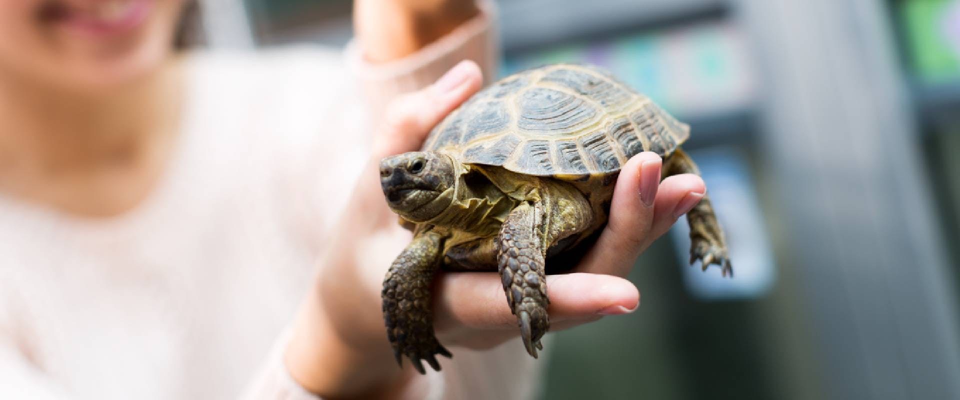 Person holding a small tortoise