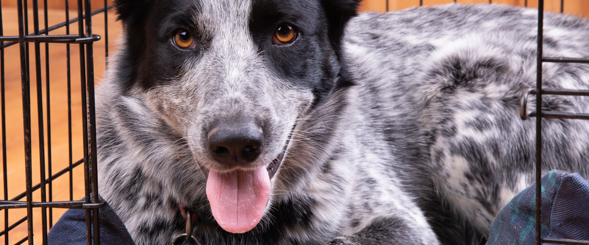 heavy duty dog crate for extra large dogs