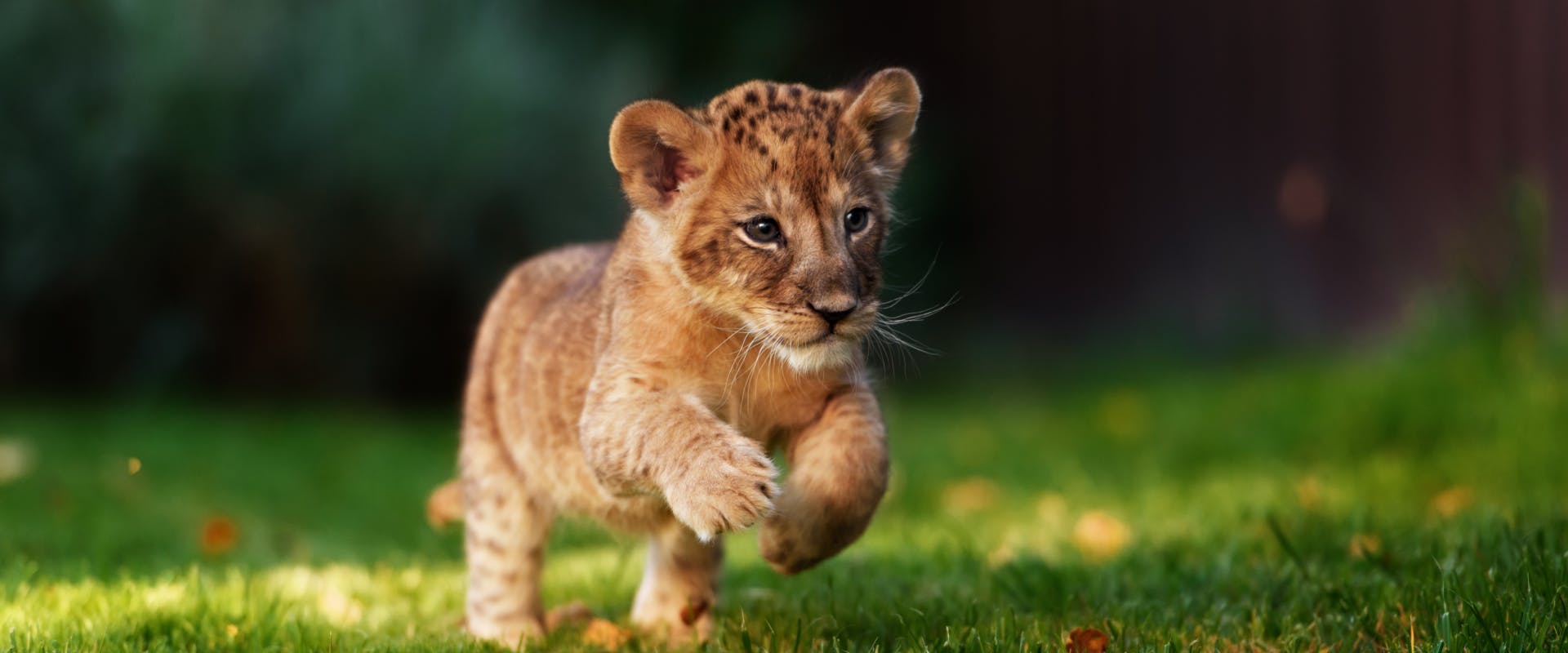 lion cub running through a grass field