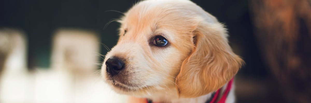 A golden retriever puppy looking to the left-hand side
