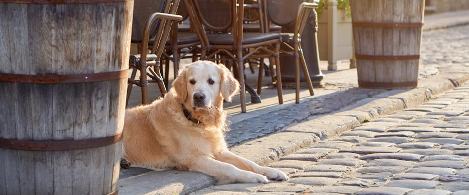 A dog lies on a dog friendly patio.